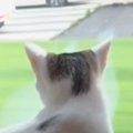 大好きなママが帰ってきたことに気づいた猫…あまりにも尊い『お出迎え…