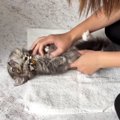 タオルの上に寝かされる子猫→タオルで包んでみると……『可愛すぎる光景…