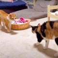 『初めてのやんのかステップ』子猫が”キレた相手”が…あわや"一触…