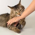 猫が『絶対に触らないで！』と思っている体のパーツ3選とその理由　嫌がっ…
