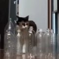 廊下に空のペットボトルを並べたら、『猫と大型犬』は……衝撃的な結末に爆…