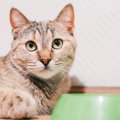 【土用の丑の日】猫は『うなぎ』を食べるの？4つの効果と与える場合の…