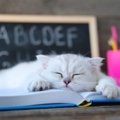 猫の体のパーツや柄、海外ではなんて呼ぶ？猫にまつわる英単語3選