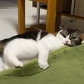 カーペットにテンションMAXな猫さん！