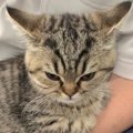 わかりやすい！めっちゃ怒っていることを隠し切れない子猫が話題！