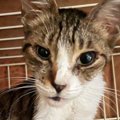厳しい暑さの中、外にいた『ガリガリにやせ細った猫』→保護されて…別猫の…