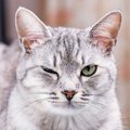 猫の目トラブル、放置は危険？めやに・充血・開きにくい時のチェックポイ…