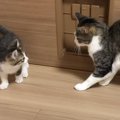 子猫が『先住猫に笑顔で挨拶』した結果…まさかの反応が切なすぎると45…