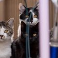 『猫の集会』の実態とは！？気になる5つの目的と見られる時間等を解説！