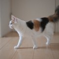 猫が『フローリング』で起こしがちなトラブル3選　ケガや事故に繋がる…