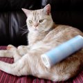 猫飼いさんにオススメしたい！抜け毛がとれるパクパクローラー