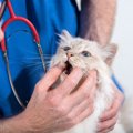 『動物病院を嫌がる猫』の負担を減らす方法5つ　怖がってしまう原因や慣れ…
