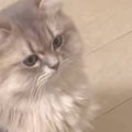 ネコの前に飼い主さんと遊びに来た男性が『同時に手を出した』結果…まさか…