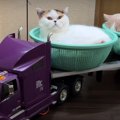 ラジコントレーラーで移動！？お風呂場に運ばれる猫ちゃんたち