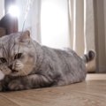 『猫がいる場所』では絶対NGな行為3つ　いますぐ見直すべき理由や起こりう…