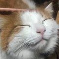 猫のお手入れ！ブラシの種類とオススメポイント４つ