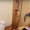 どんな扉もドントコイ！すぐに駆けつける甘えん坊猫ちゃん♪