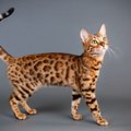 【獣医師監修】ベンガルってどんな猫？特徴や性格から飼う前の注意点・価…