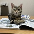 猫がこっそり確認している８つの事