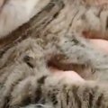 天敵のお姉ちゃんに『モフられていた猫』→表情を見たら……笑ってしまう瞬間…