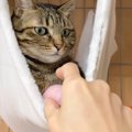 『659万再生』猫からボールを取ろうとしたら…「も ど し て」「静かな…