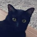 『仕事に行ってくるね』と猫に言ったら…飼い主に見せた『予想外のポー…
