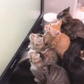 テレビで猫が楽しめる専用のものを流してみたら→子猫たちの反応が……「後ろ…