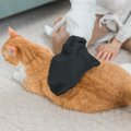 猫の抜け毛が際立つ『換毛期』に試したい対策5選　起こりうるトラブルや正…