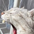 『豪快なあくびをする猫』を撮影した結果…別の生き物に見える『驚きの…