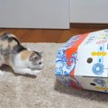 猫さん遊びに夢中で船が転覆しちゃった！？