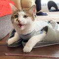 パパのスリッパを乗っ取ってご満悦な猫→まさかの『お喋り』に「喋ってるよ…