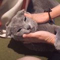 『興奮状態の猫』に魔法の言葉を使った結果…"態度が激変"す…