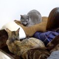 ４匹のネコと暮らす夫婦→寝ようとして布団に入ると…『幸せすぎる光景…