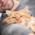 猫の気持ちが一気に冷めてしまう飼い主の行動５つ