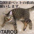 緊急時のため「猫が居ます！」を知らせるレスキューステッカーを作り…