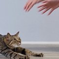 『撫でてほしい猫』と『撫でたい飼い主』…需要と供給が完全一致した光…