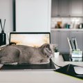 猫の飼い主さんに被害をもたらす『ネコハラ』よくある4つのケース　その時…