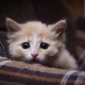 猫が『震えている』ときに考えられる4つの原因　寒いとき以外にもブル…