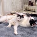 もうすぐ新しいお家に行く元保護猫→察した仲良しの猫が…想像以上に『…