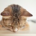 猫が『ごめんなさい…』と思っているときのサイン4選　そもそも猫は反…