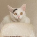 キャットタワーでくつろぐ2匹の白猫→まさかの『表情』と素敵すぎる『模様…
