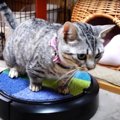 壊れないか心配！？ロボット掃除機に乗って遊ぶ猫さん