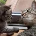 毛づくろいをし始めた先輩猫と子猫→おててに注目すると…予想外の『尊い光…