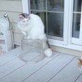 「なんだこれは…？捕まえたい！」フワフワと降ってくる雪に大興奮な猫…