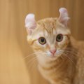 『唯一無二の特徴を持つ猫種』5選　大きい、小さい、毛がない…個性豊かな…