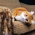 愛猫に『傷をつけられやすい家具』5選　爪とぎの餌食に…防ぐ方法はな…