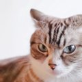 猫が『絶対に許さん…』と思っている、人間のダメな習慣4選　猫と暮らすな…