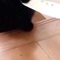 ルンルンで『階段を上ってきた黒猫』→『お口』に注目したら…たまらなく愛…