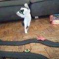 高速スロットカーに子猫大興奮！仁王立ちから舞い踊り！