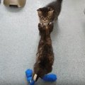 火事で大やけどした子猫のレスキューと、そのすばらしい回復の過程